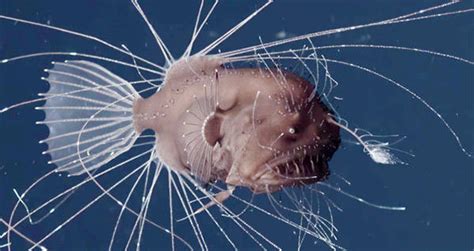 Even Scientists Were Shocked By This Bizarre Anglerfish Mating Ritual