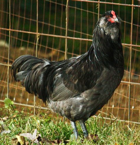 Ameraucana Chicken The Complete Breed Care Info Guide