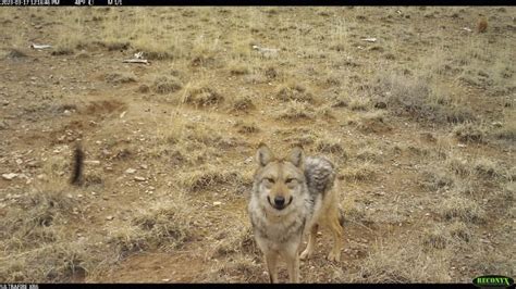 Us Wildlife Managers Capture Wandering Mexican Wolf Attempt Dating