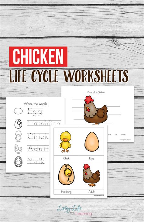 Chicken Life Cycle Worksheets For Kids