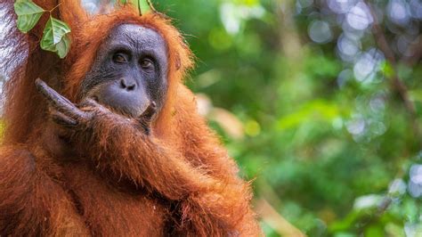 Fleeting Glimpses Of Indonesias Endangered Orangutans The New York Times
