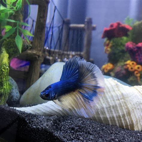 The wonderful thing about betta fish, is that you can create many different types and colors of betta, simply by cross breeding two different characteristics. Betta Fish Scales And Fins Slowly Turning White ? HELP ...