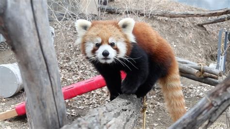 Red Pandas Pabu And Mei Mei Arrive At Zoomontana Youtube