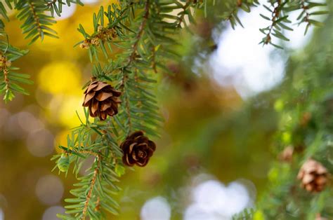 15 Shade Tolerant Evergreen Trees And Shrubs Care Guides