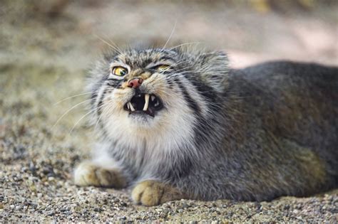 The Ugliest Cats In The World Here Are The 6 Weirdest Looking Cat Breeds