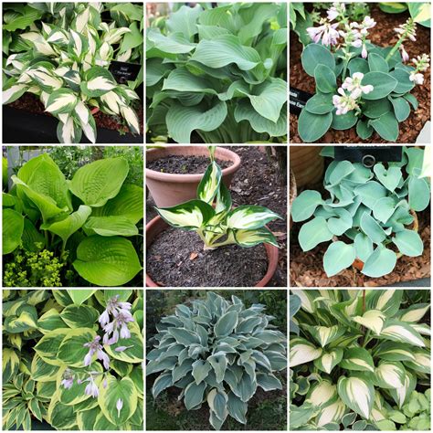 A Seed Pantry Guide To Growing Hosta Plants Seed Pantry Blog