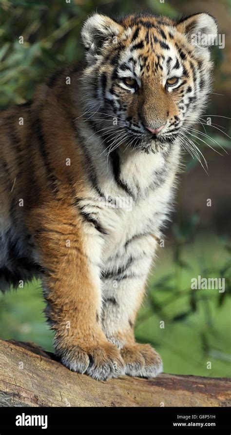 Amur Tiger Cubs Woburn Safari Park Hi Res Stock Photography And Images