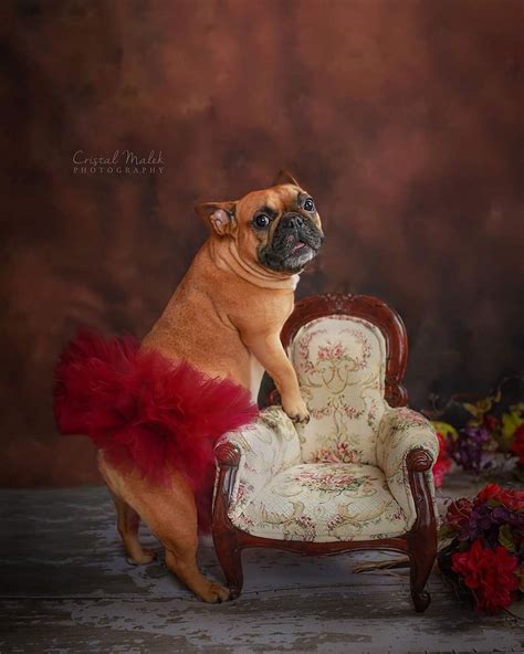 Texas French Bulldog Couple Poses For Maternity Shoot To Prepare For