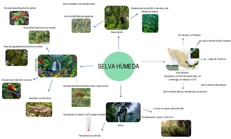 Top 183 Selva Humeda Flora Y Fauna En Mexico Anmbmx
