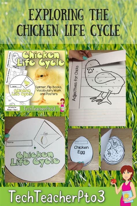 Explore The Chicken Life Cycle With These Fun Activities Including A
