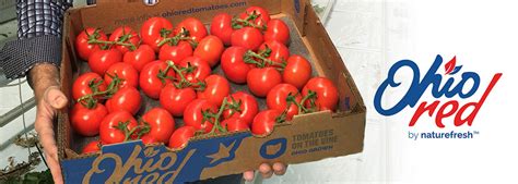 Naturefresh Farms Picks First Ohiored Tomato Crop And