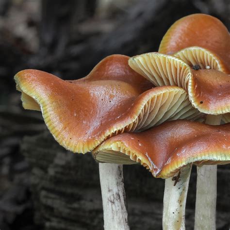 Rare Mushroom Spores Psilocybe Panaeolus Uk
