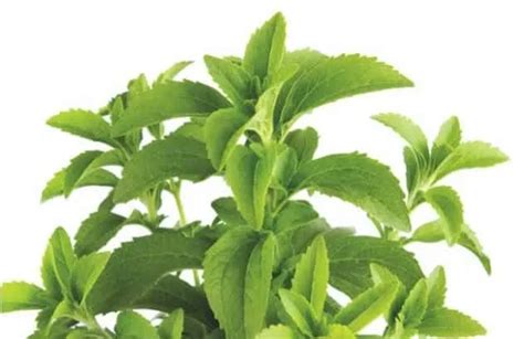 Is Stevia Natural Here Are The Facts About Its Safety And Health