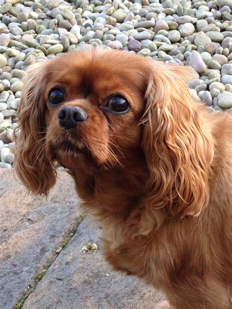 Ruby Cavalier King Charles King Charles Spaniel Cavalier King