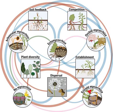 How Mycorrhizal Associations Drive Plant Population And Community