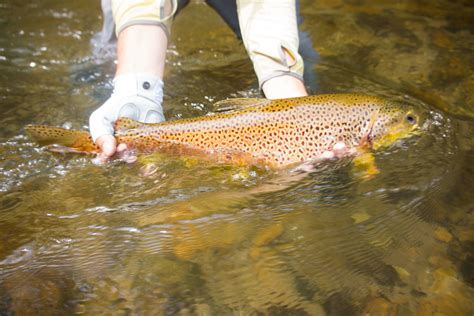 Watauga River Fly Fishing Fishing Report Asheville Fly Fishing