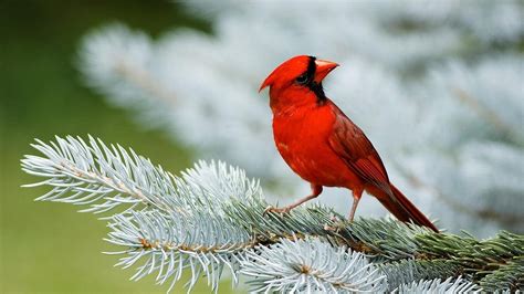 Red Bird Sparrow Hd Wallpapers