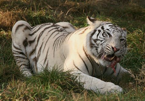 White Tiger Eating Flickr Photo Sharing