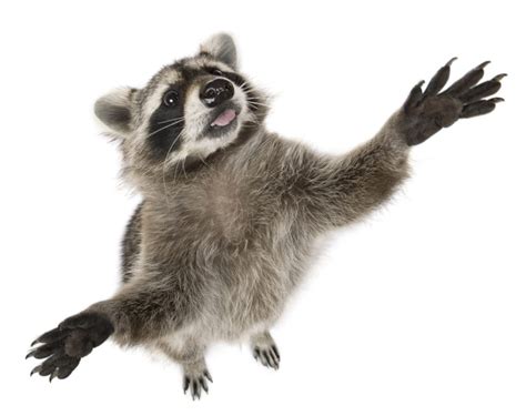Dangerous Diseases Caused By Raccoons Platinum Raccoon Removal