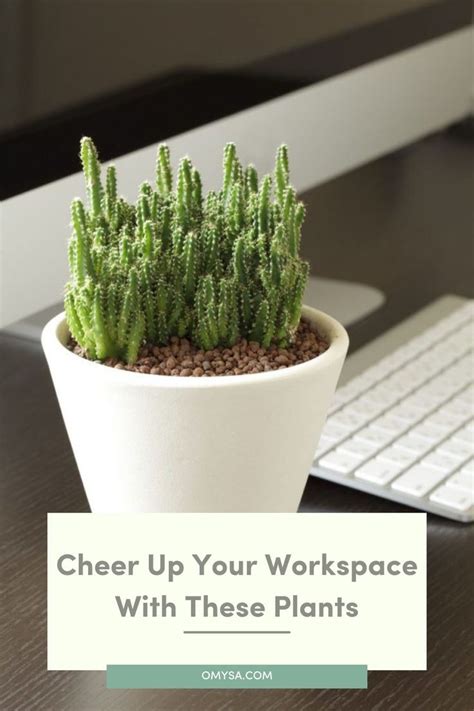 10 Best Office Desk Plants To Cheer Up Your Workspace Desk Plants