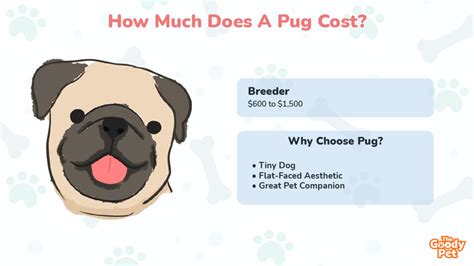How Much Does A Pug Cost Updated December 2022 The Goody Pet