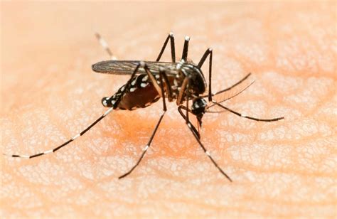 Mosquito Borne Zika Virus Is Spreading In The Americas What Do We Know