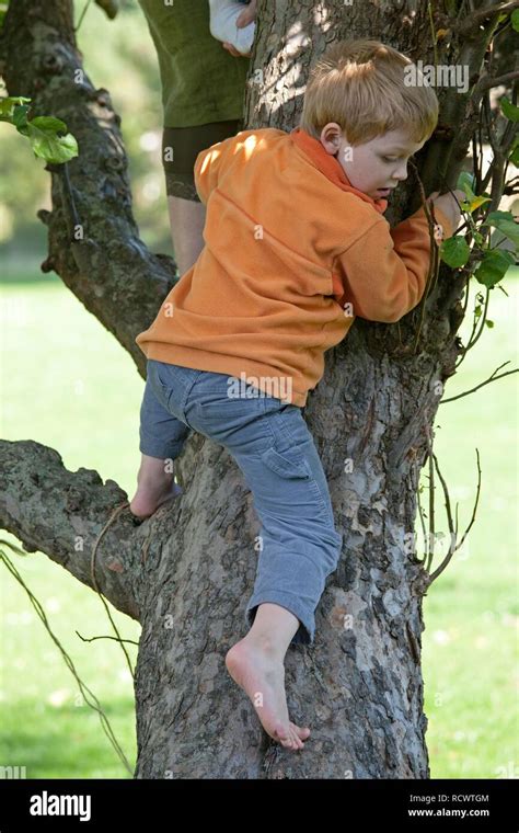 Little Boy Climbing On Tree Stock Photo Alamy