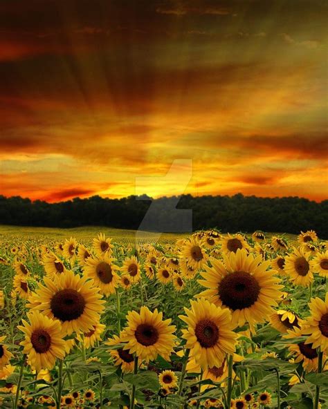 Free Download Sunflowers Background Fgm By Fairiegoodmother 800x1000