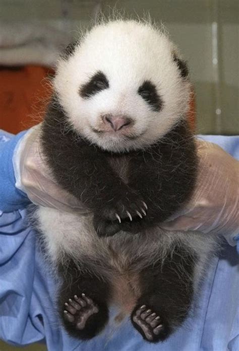 23 Best Images About Cute Baby Pandas On Pinterest Baby Panda Bears