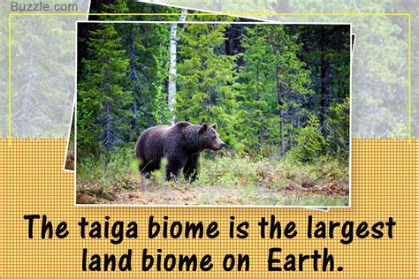 Pictures Of Animals In Taiga Biome