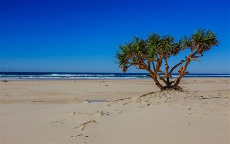 Sea Beach Palm Tree Landscape Ocean Waves Wallpaper 2560x1600