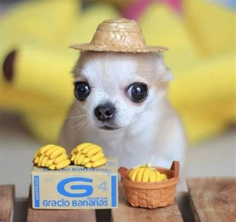 Create Meme Chihuahua In Sombrero Chihuahua Popular Dog Breeds