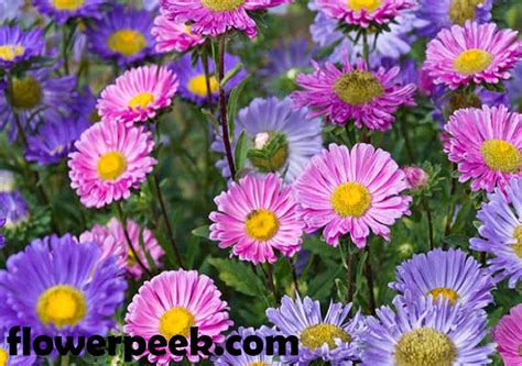 How To Grow China Aster From Seed