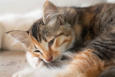 10 Ciri Ciri Kucing Sakit Yang Perlu Diperhatikan Hello Sehat