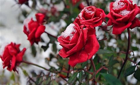 Frozen Rose Red Bonito Roses Frozen Frost Hd Wallpaper Peakpx