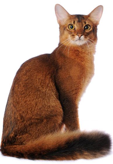 The Somali Cat Cat Breeds Encyclopedia