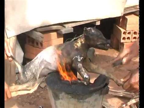 Those two pet foods are just food for dogs and answers pet food (click here to learn more). Cambodian Love To Eat Dogs - YouTube