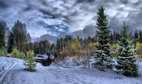 Snowy Forest Winter Snow Fir Trees Clouds Cloudy Trees Traces