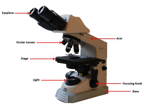 The Top 5 Microscopes For Kids And How To Use Them Spring Into Stem