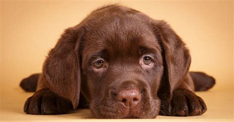 View our up coming english labrador retriever litters! 8 Week Old Puppy: A Guide To Bringing A Puppy Home At 8 ...