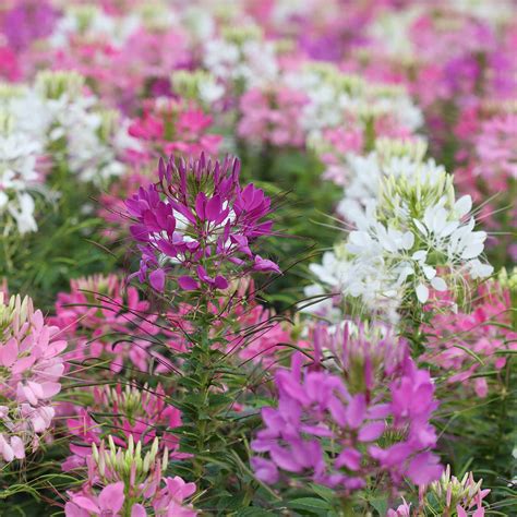 Johnny's offers seeds for sale at reduced prices. Cleome Flower Garden Seeds - Queen Mix - 1000 Seeds ...