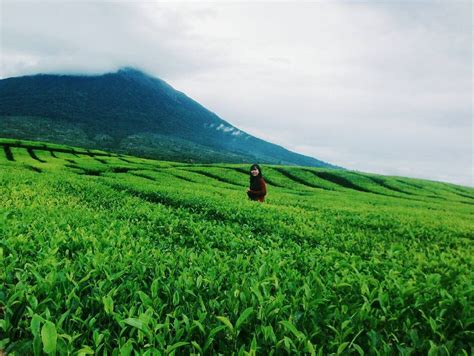 1080 x 810 jpeg 162kb. Tempat Wisata Di Bandung Kebun Teh - Area Wisata Asia