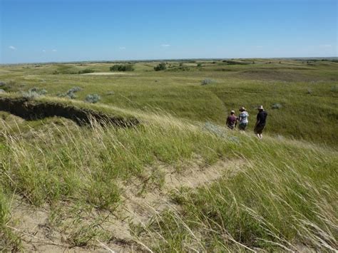 The contrast of the great sandhills to the surrounding saskatchewan prairies are part of the draw that. | Tourism Saskatchewan