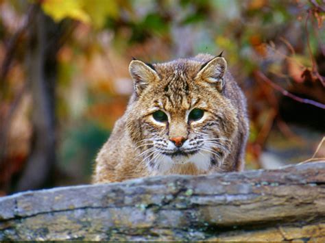 The Surprisingly Common Bobcat | Finger Lakes Land Trust