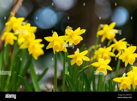 Dwarf Daffodil Flowers Also Known As Miniature Narcissus Look Just