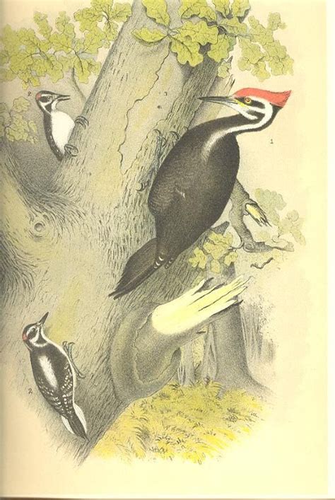 Pleated And Hairy Woodpecker Bird 19th Century Litho Crayonne Lithograph Birds ~~ 1800s Old Color