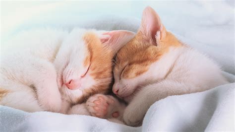 Download Close Up Cute Cuddle Sleeping Kitten Animal Cat Cute Cat Hd