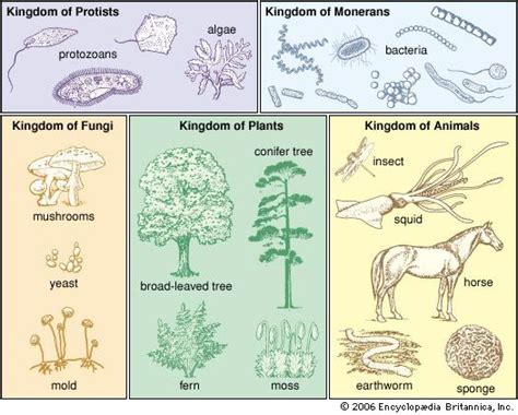 Classification Biological The Five Kingdom System Of Classification