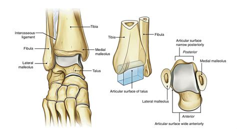 Ankle Anatomy Anatomy Bones Human Anatomy Oblique Fracture