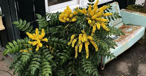 Learn How And When To Prune Mahonia Thearches